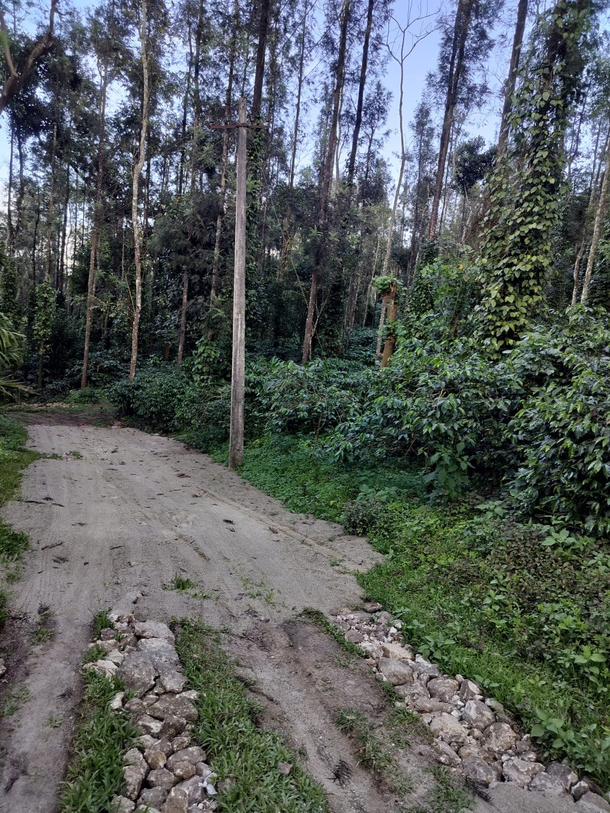13 acres Arabica and Robusta fixed plantation