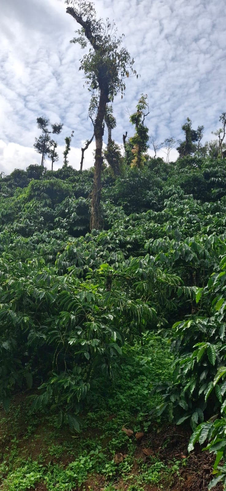 Total boundary 10 acres